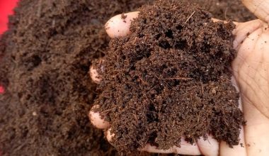 Cocopeat Compost